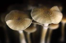 Why Buying Shrooms Online the Best Way to Go!