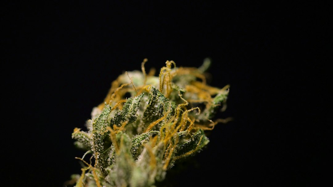Close-up of cannabis buds with intricate green and orange strands.